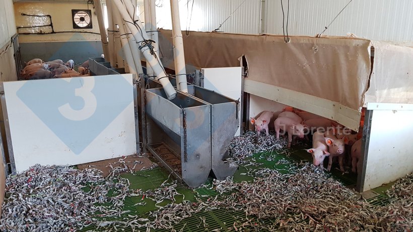 Hình 4. Chuồng cai sữa với nhóm heo lớn có thể lắp tấm chắn giúp thu hẹp không gian chuồng.